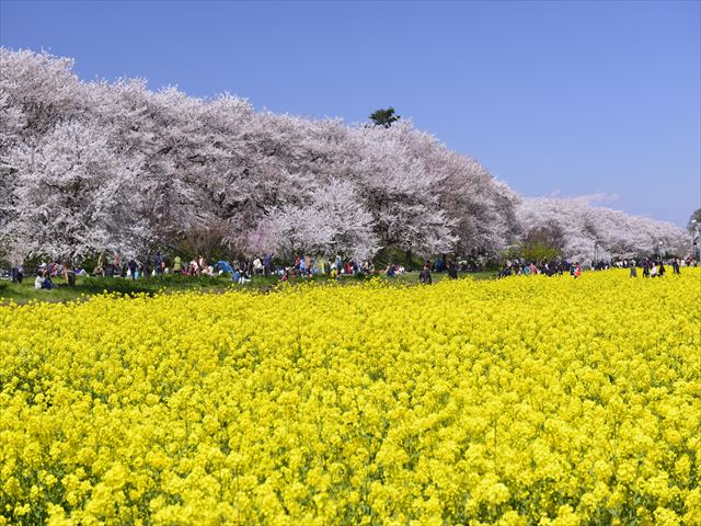 メイン写真　桜及び菜の花（JPEG）_R