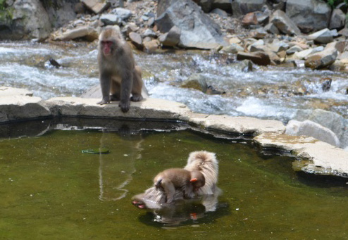 世界でここだけ 温泉につかるお猿さん親子を発見 Location Japan Net ロケ地から 日本を元気に ロケーションジャパン