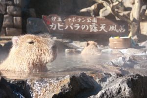 伊東市の冬の風物詩、元祖カピバラ露天風呂が見れる伊豆シャボテン動物公園
